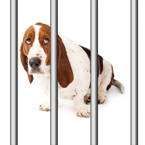 Trauriger Hund hinter Gittern — Stockfoto
