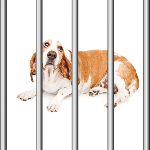 Triste chien de sauvetage en cage — Photo