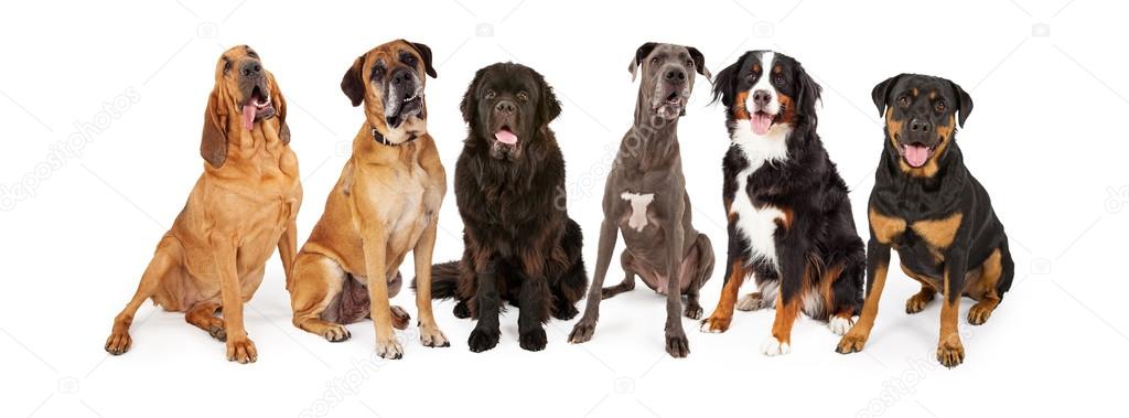 Giant Breed Dogs Group