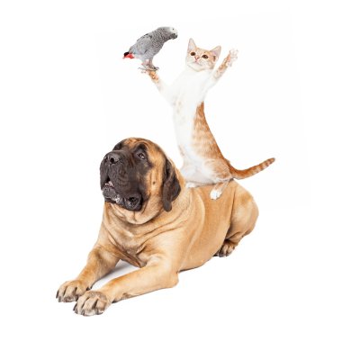 Köpek, kedi ve oynayan kuş