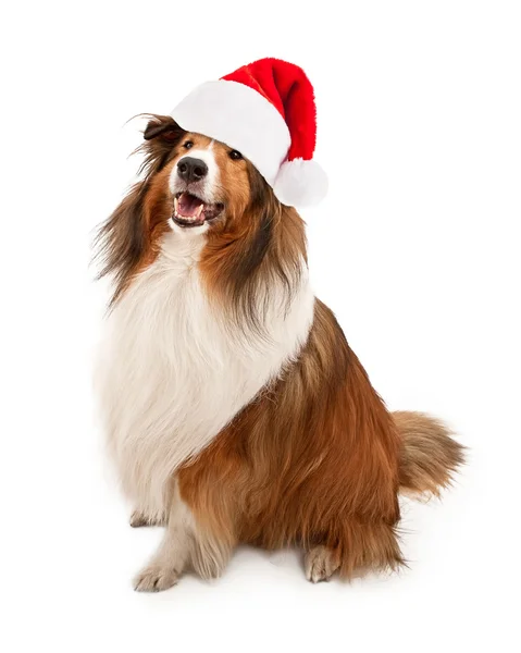 Christmas Santa Shetland Sheepdog — Stockfoto
