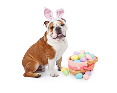 Paskalya Bunny İngilizce Bulldog