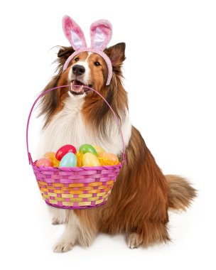 Paskalya Bunny Shetland koyun