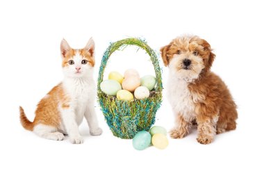 Paskalya köpek yavrusu köpek ve kedi