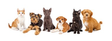 Genç yavru kedi ve kopek yavrularını almayacak birlikte.