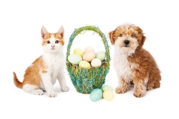 Easter Puppy Dog and Kitten — Stock Photo, Image