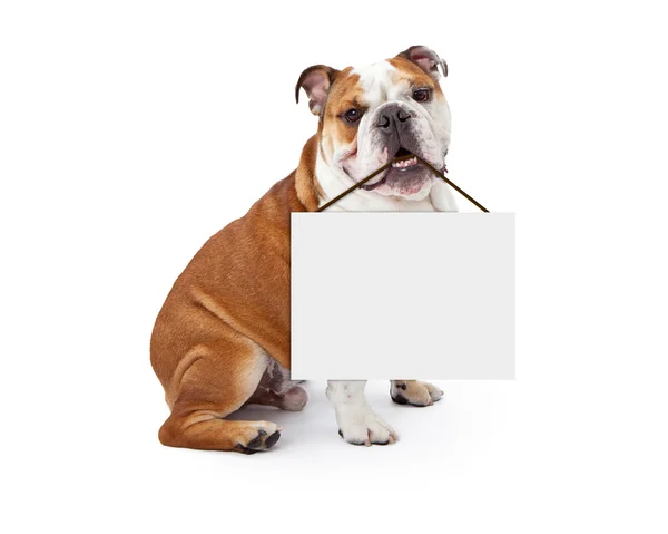 Engelsk Bulldogg med Tom skylt — Stockfoto