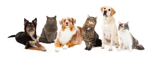 Katzen und Hunde — Stockfoto