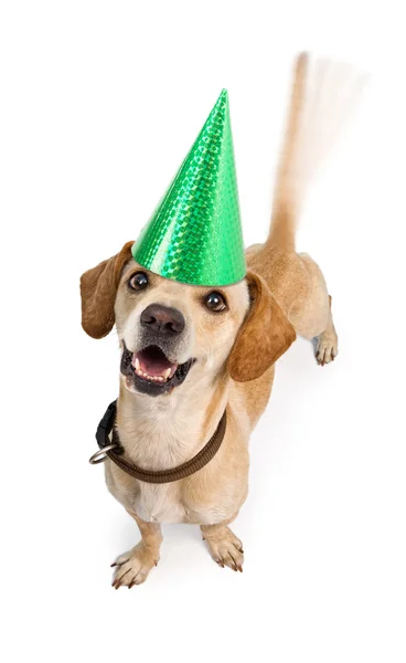 Feliz cumpleaños perro moviendo la cola — Foto de Stock