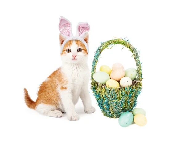 Gatinho sentado com cesta de Páscoa — Fotografia de Stock