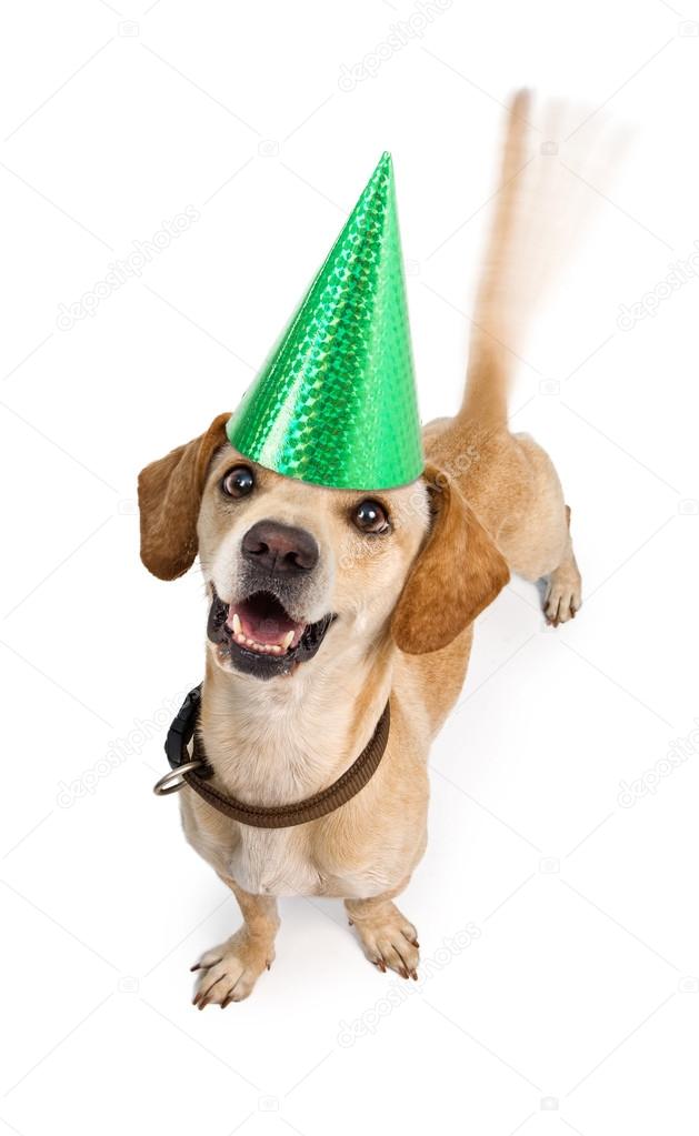 Happy Birthday Dog Wagging Tail Stock Photo By C Adogslifephoto