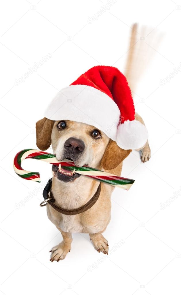 Is Candy Canes Bad For Dogs