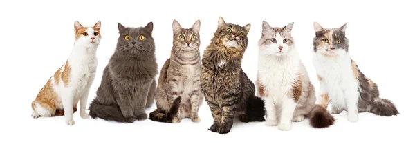 Seis gatos sentados juntos . — Foto de Stock