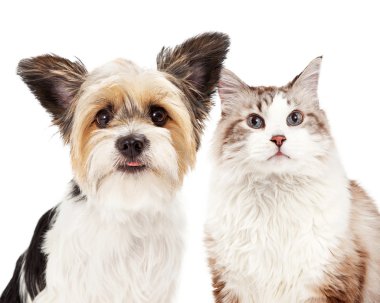 Sevimli Yorkshire Terrier ve kedi