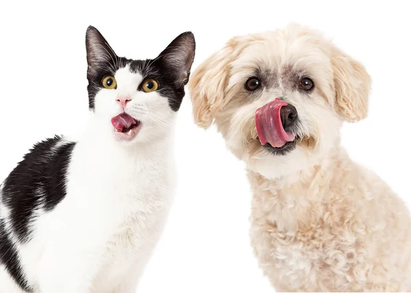 Gato e cão lambendo lábios — Fotografia de Stock