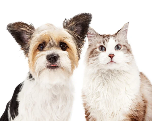 Lindo Yorkshire Terrier y gato — Foto de Stock