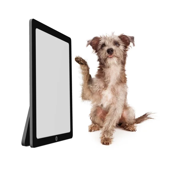 Hond scrollen Tablet PC — Stockfoto