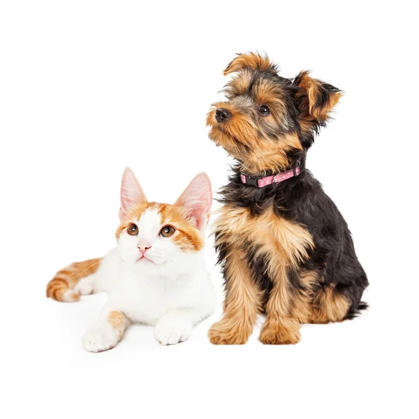 Cucciolo e gattino seduto — Foto Stock