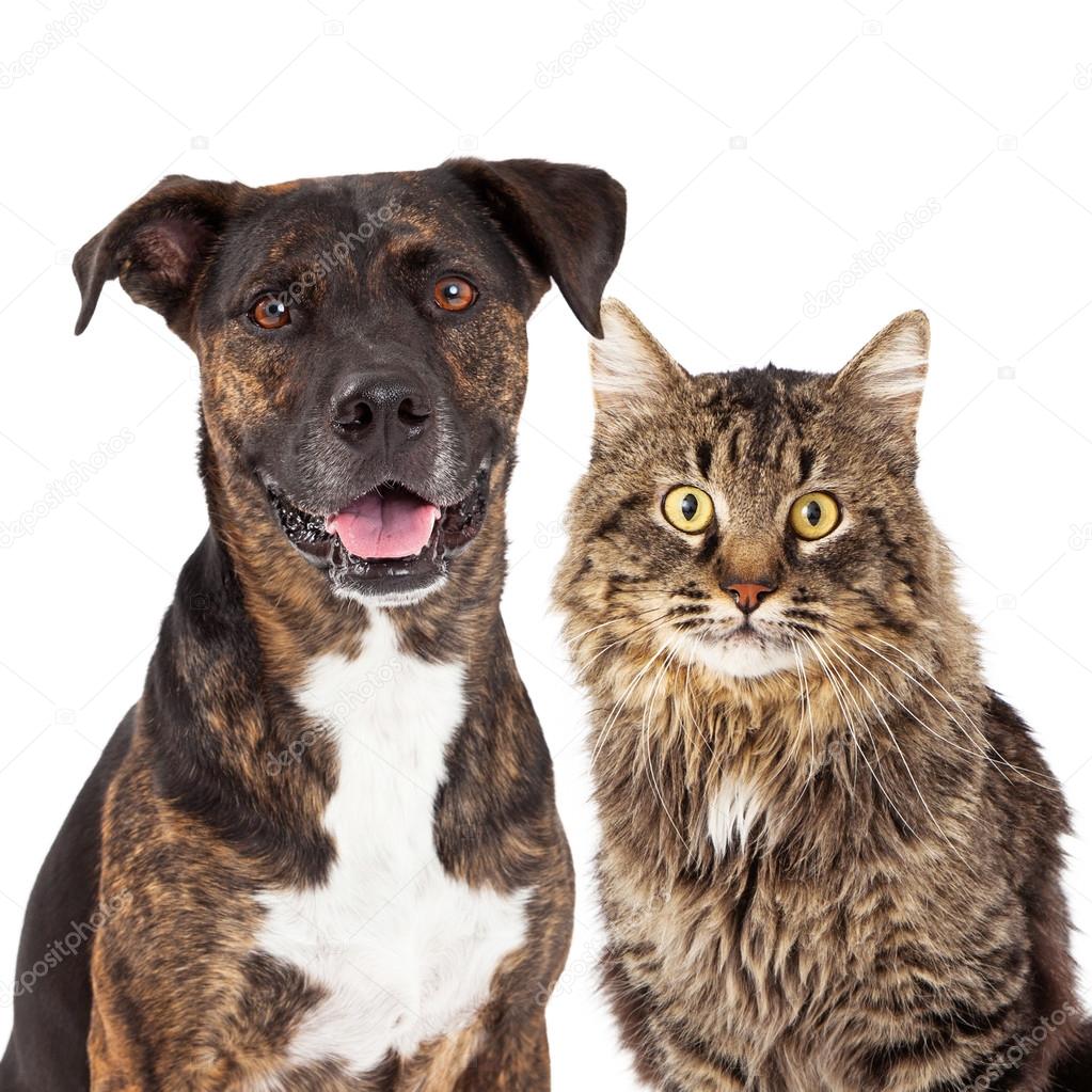 Adult mixed and cat by ©adogslifephoto 67248691