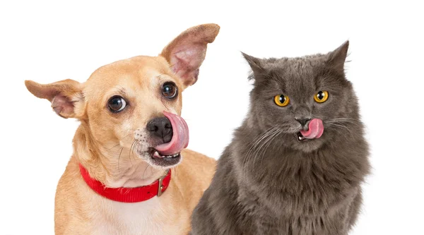 Cão e gato lambendo lábios — Fotografia de Stock