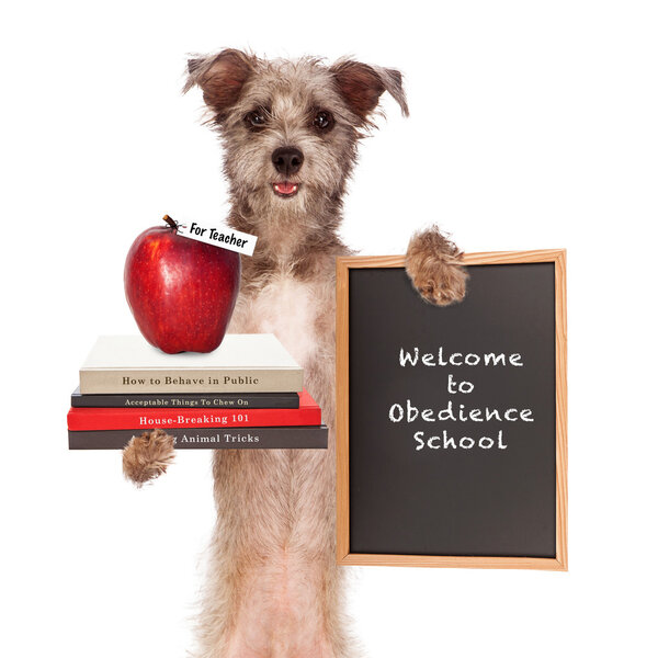 Dog Obedience School Teacher