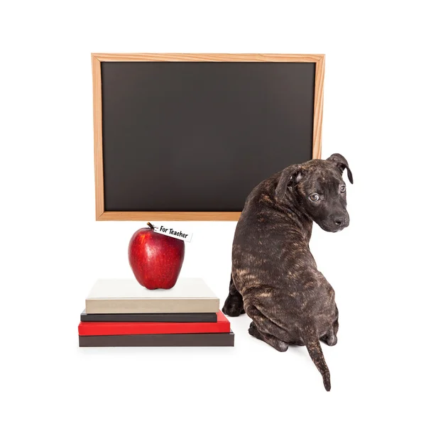 Puppy at School Blank Chalkboard — Stock Photo, Image