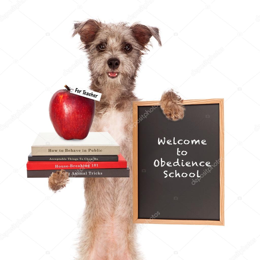Dog Obedience School Teacher