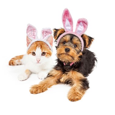 Paskalya tavşanı köpek ve kedi yavrusu