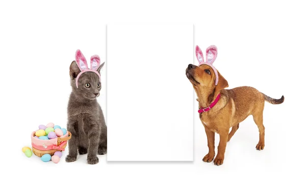 Easter Kitten and Puppy with eggs — Stock Photo, Image