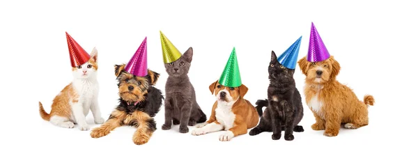 Hundvalpar och kattungar i partyhattar — Stockfoto