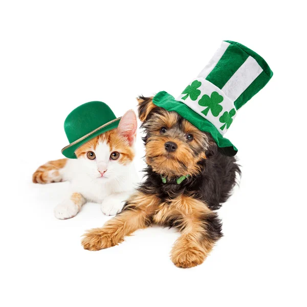 St. Patricks Day Puppy and Kitten — стоковое фото