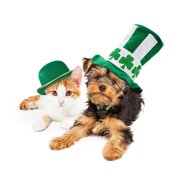 St. Patricks Day Puppy and Kitten
