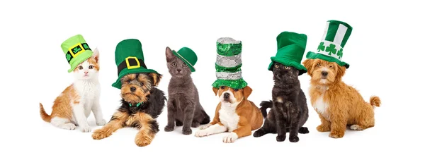 Día de San Patricio Cachorros y gatitos Imagen de archivo