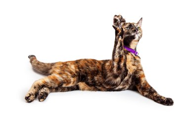Kedi pençe havada yetiştirme