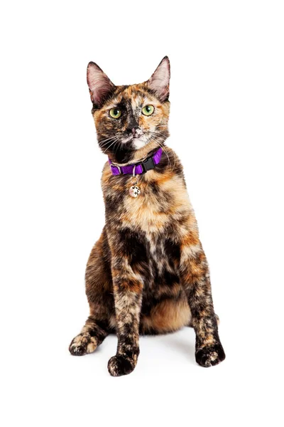 Bengal Kitty Cat Sitting — Stock Photo, Image