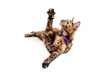 Bengal kedi yükselterek kol