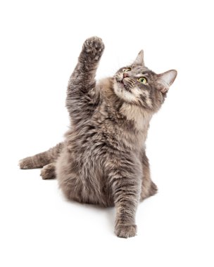 Oyun oynayan kedi pençe kaldırma