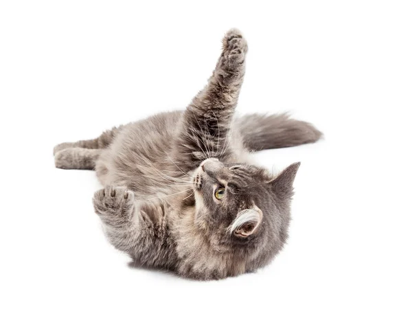 Gatto grigio sdraiato sul retro — Foto Stock