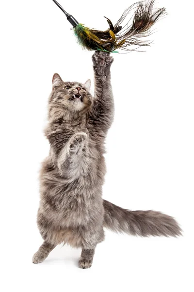 Cat Batting At Feather Toy — Stok Foto