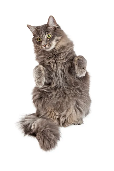 Pretty Gray Cat Begging — Stock Photo, Image