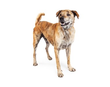 Labrador ve Chow köpek