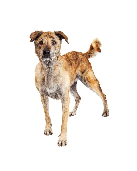Large Crossbreed Dog Standing — Stock Photo, Image