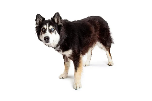 Alert Alaskan Malamute Dog — Stock Photo, Image