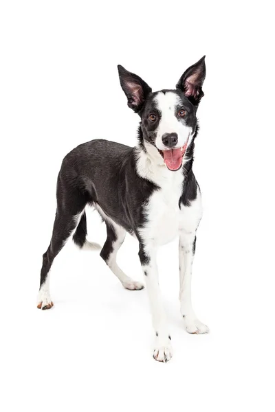 Collie Crossbreedhund stående – stockfoto