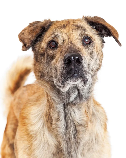 Labrador and Chow Dog — Stock Photo, Image