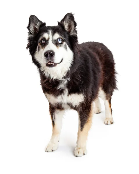 Alaskan Malamute Alza lo sguardo — Foto Stock