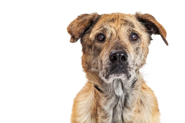 Labrador y Chow Dog —  Fotos de Stock