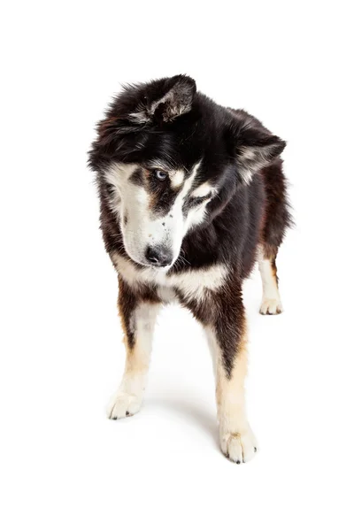 Alaskan malamute honden — Stockfoto