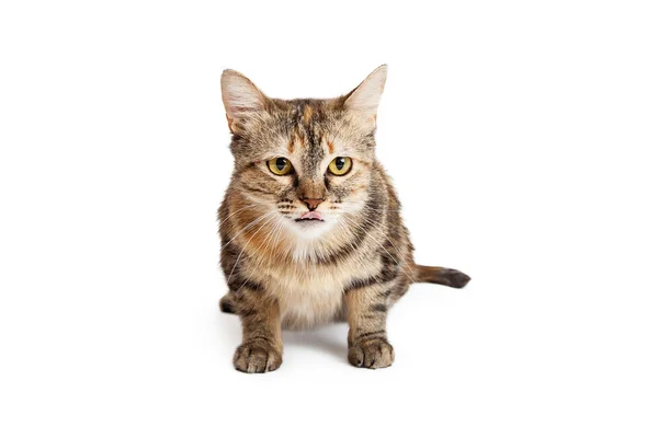 Hauskatze schildpatt — Stockfoto