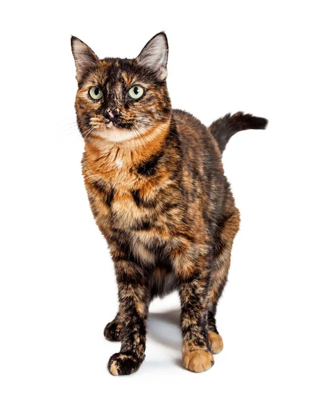 Kočka kaliko s tmavě označení — Stock fotografie